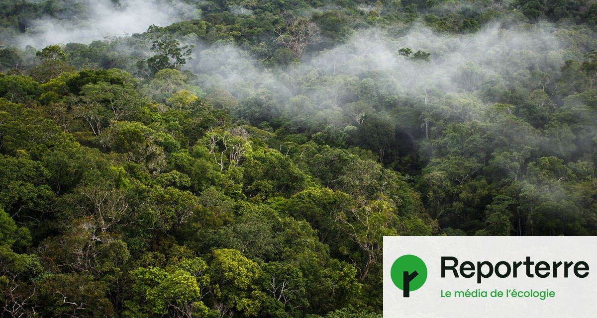 Amazonie : la déforestation a atteint son niveau le plus bas depuis 2019