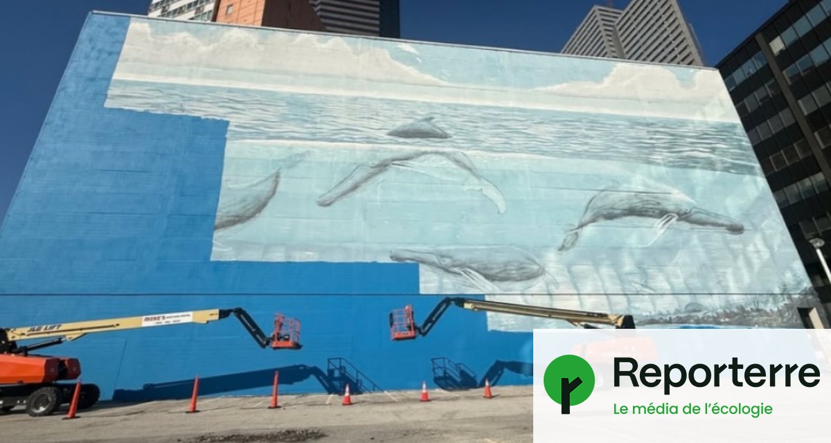 Mondial 2026 : une fresque avec des baleines détruite pour la Coupe du monde