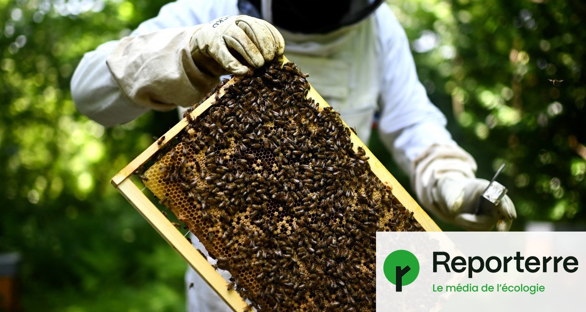 Derrière les profits de l’agroindustrie, la « mise au travail » des abeilles