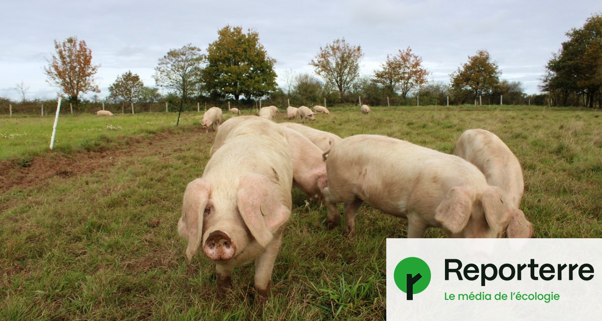 « Blancs de l’Ouest » : les éleveurs de cochons gagnent en justice contre l’extrême droite