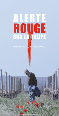 Alerte rouge sur la tulipe sauvage