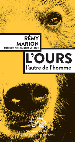 L'ours, notre frère oublié de la forêt