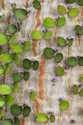 Exposition «<small class="fine d-inline"> </small>De l'écorce au jardin : le fabuleux monde des arbres<small class="fine d-inline"> </small>», à Villeneuve-lès-Avignon (Gard)