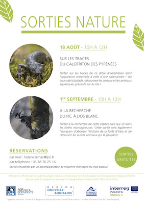 À la recherche du pic à dos blanc à Iraty (Pyrénées-Atlantiques)