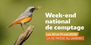 «<small class="fine d-inline"> </small>Participez au grand comptage national des oiseaux des jardins<small class="fine d-inline"> </small>»
