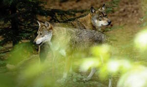 Conférence Les loups, biologie d'un mythe, à Volx (Alpes-de-Haute-Provence)