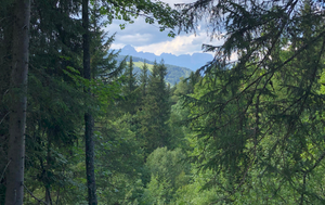 Les forêts, conférence-débat, à Paris