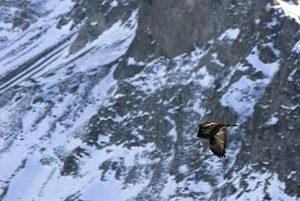 Venez compter les aigles royaux dans les Hautes-Alpes