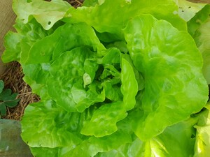 La politique agricole commune en question : qui va nous nourrir<small class="fine d-inline"> </small>? visites de fermes et échange dans les Ardennes