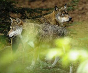 Conférence - Les loups, biologie d'un mythe, à Rennes (Ille-et-Vilaine)