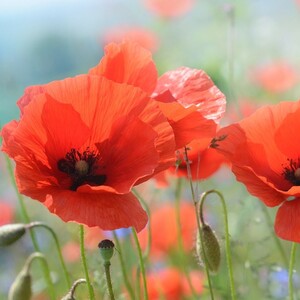 Nous voulons des coquelicots, rassemblement à Paris