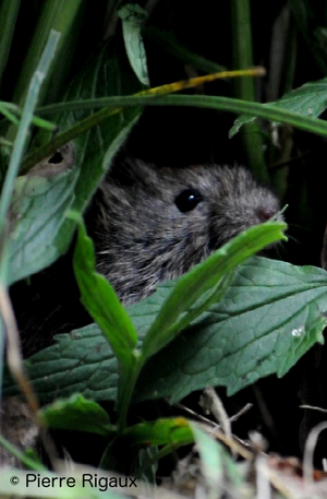 Conférence «<small class="fine d-inline"> </small>Les mammifères face à Homo sapiens<small class="fine d-inline"> </small>», à Gap (Hautes-Alpes)