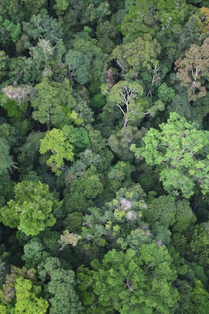 Amazonie : le secret surprenant de sa biodiversité
