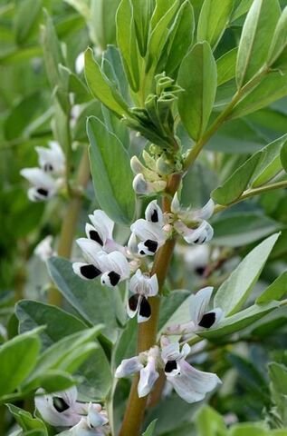 Le pois gourmand avait peur de la sécheresse