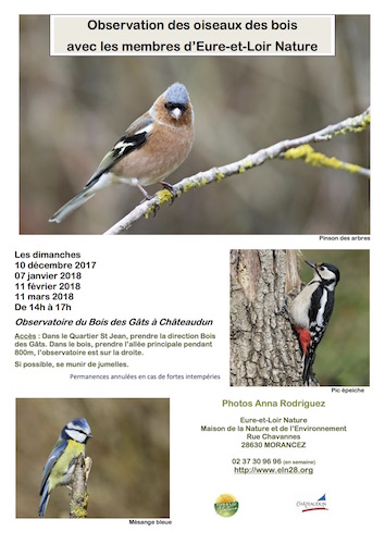 Observation des oiseaux des bois, à Châteaudun (Eure-et-Loir)