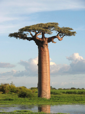 9 des 13 baobabs les plus anciens et les plus grands d'Afrique sont morts durant la dernière décennie
