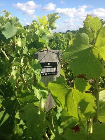 Le changement climatique affectera l'Aquitaine, le vin de Bordeaux, et les centrales nucléaires