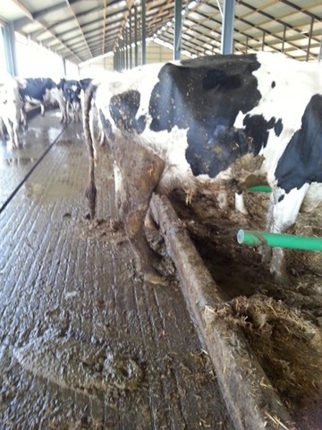 Aux Mille vaches : «<small class="fine d-inline"> </small>Ils m'ont traité comme un chien et ils maltraitent les vaches<small class="fine d-inline"> </small>»