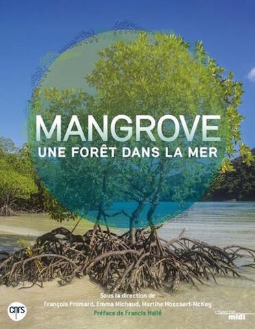 La mangrove, une forêt si secrète au cœur des enjeux écologiques tropicaux