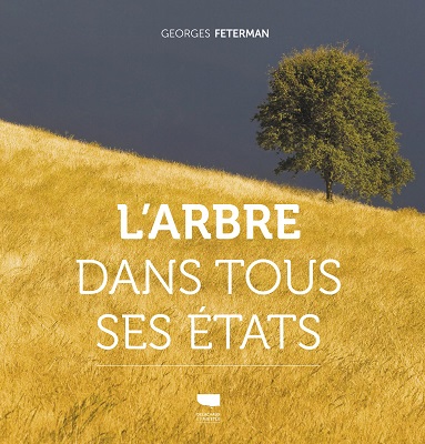Pouvoirs insoupçonnés et stratégies de survie : tout savoir sur les arbres