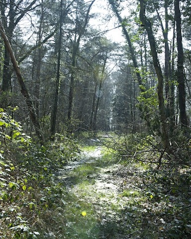 C'est le printemps<small class="fine d-inline"> </small>! Promenons-nous dans les bois