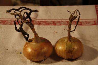 Il a sauvé l'oignon de Tarassac‏