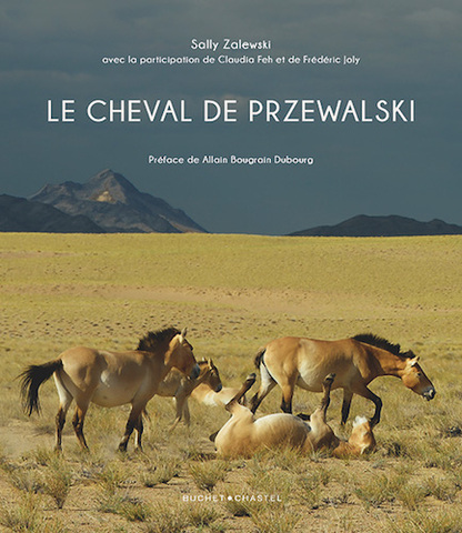 Le retour des chevaux sauvages en Mongolie
