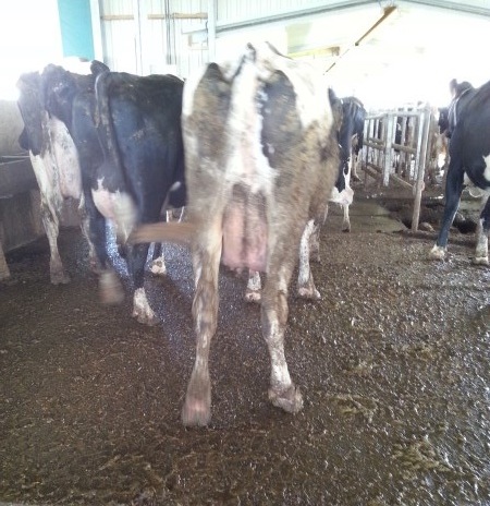 La ferme-usine de Drucat compte plus de vaches qu'autorisé. La Préfecture enquête