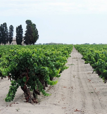 La plus grande collection de vignes au monde est en danger
