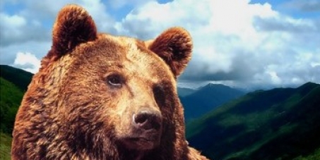 Des ours dans les Pyrénées : les associations remontent au créneau 
