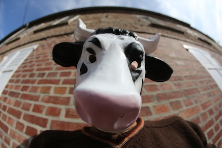 Contre le projet de Ferme des mille vaches, une vidéo détonnante de La vache en colère