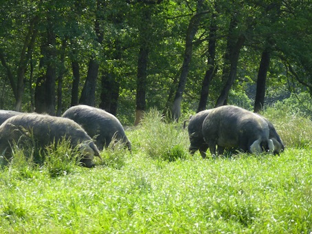 Le porc noir et la poule gasconne font reculer la malbouffe