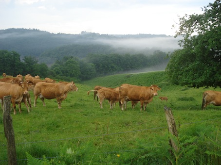 La loi agricole fait quelques pas vers une agriculture moins polluante
