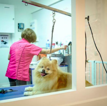 Peut-on soigner son chien sans pesticides<small class="fine d-inline"> </small>? 