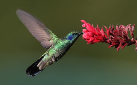 Nous ne défendons pas la nature, nous sommes la nature qui se défend