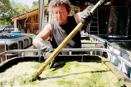 Au royaume de l'Absurdie, la guerre du purin d'ortie se poursuit