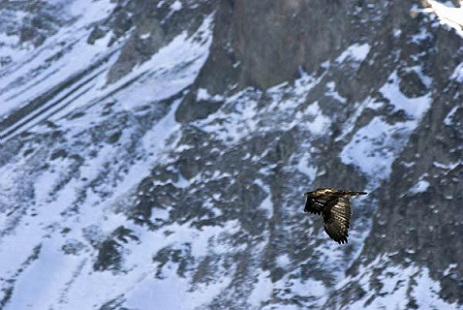 Venez compter les aigles royaux dans les Hautes-Alpes