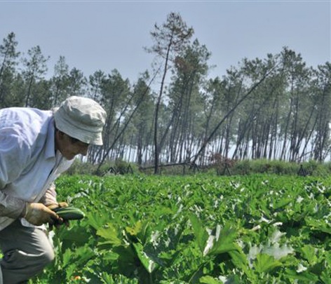 L'agriculture bio couvre plus de 37 millions d'hectares dans le monde