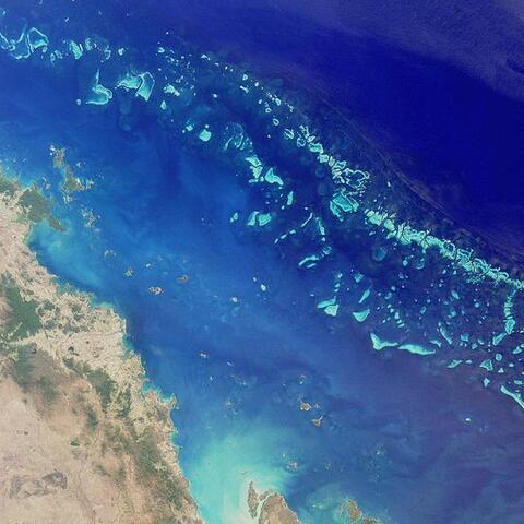 En Australie, la Grande Barrière vient de vivre son pire épisode de blanchissement de coraux