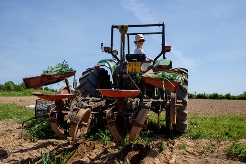 Année record en Bretagne pour les installations ou conversions en agriculture bio