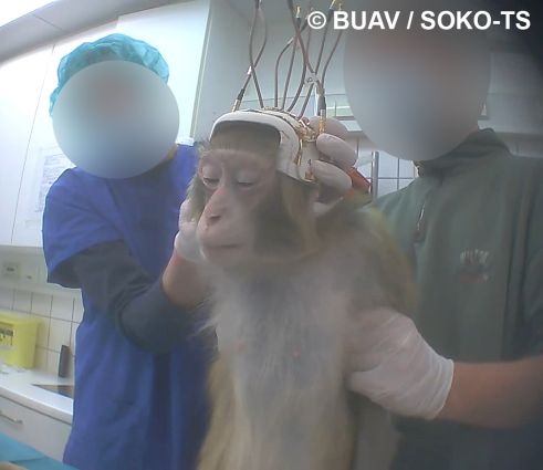 Près de Nantes, des macaques du zoo livrés à la trépanation 