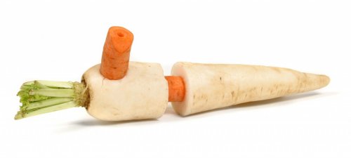 Le Vegetable Orchestra : les légumes comme instruments de musique