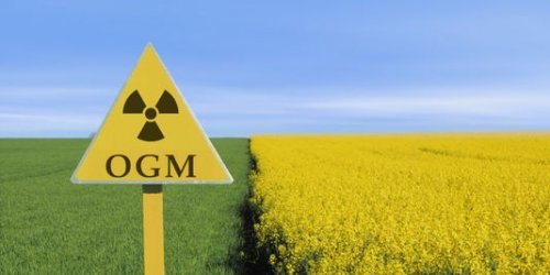 Les insectes résistent de plus en plus aux <span class="caps">OGM</span> insecticides