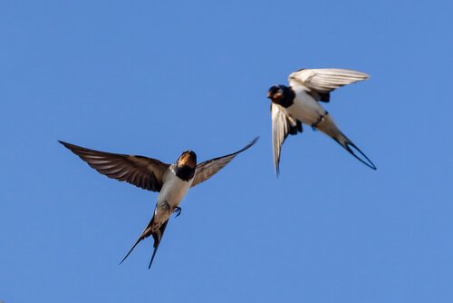 Sortie nature «<small class="fine d-inline"> </small>Hirondelles et martinets<small class="fine d-inline"> </small>», à Versailles (Yvelines)