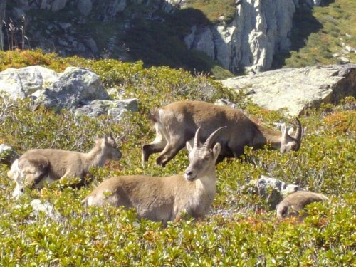 Le préfet de Haute-Savoie veut tuer les bouquetins du massif du Bargy