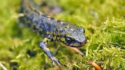 L'Union internationale pour la conservation de la nature prend position sur Notre Dame des Landes