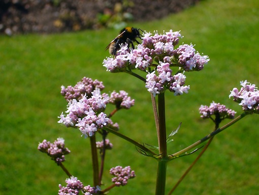 Technocratie et grand commerce s'attaquent aux plantes simples