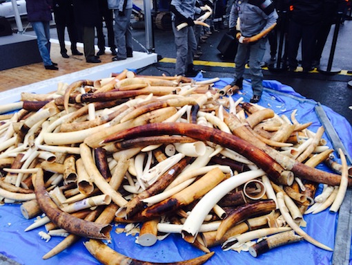 Trois tonnes d'ivoire détruites à Paris pour sauver l'éléphant