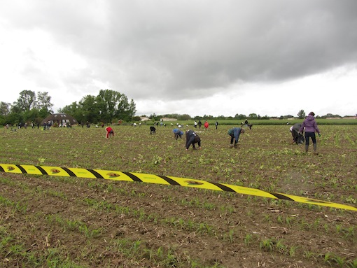 Les Faucheurs volontaires ont arraché près de Toulouse des <span class="caps">OGM</span> interdits