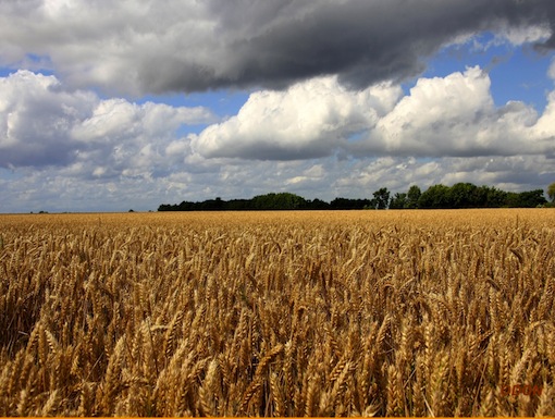 M. Hollande a choisi : on soutiendra l'agriculture productiviste